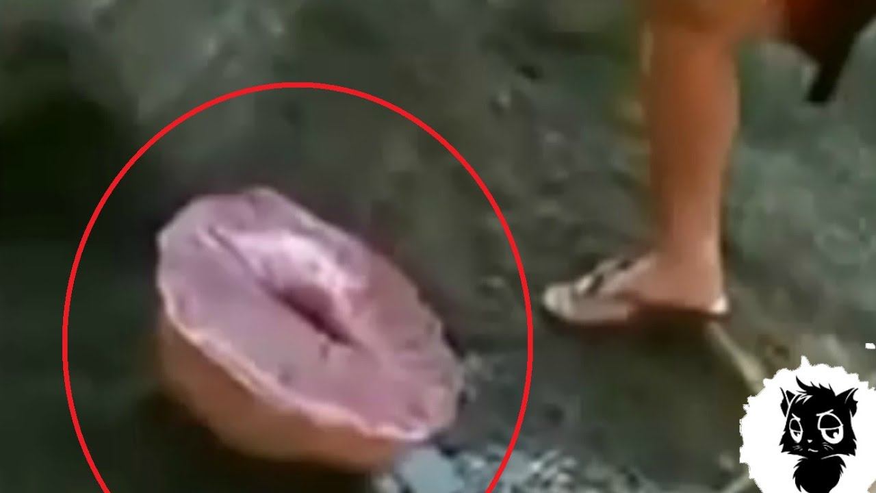 5 СУЩЕСТВ С ДРУГОЙ ПЛАНЕТЫ СНЯТЫХ НА КАМЕРУ [Черный кот] смотреть онлайн