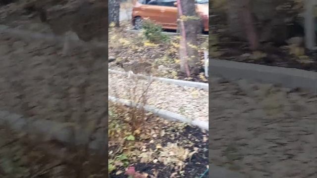 дежурный по осени смотреть онлайн