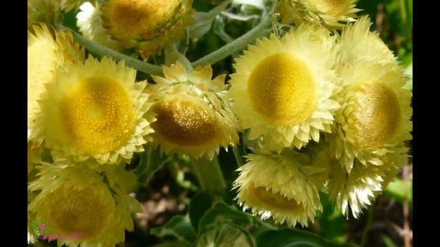 L'OCCITANE Безсмъртниче Жътва Скъпоценен Крем смотреть онлайн