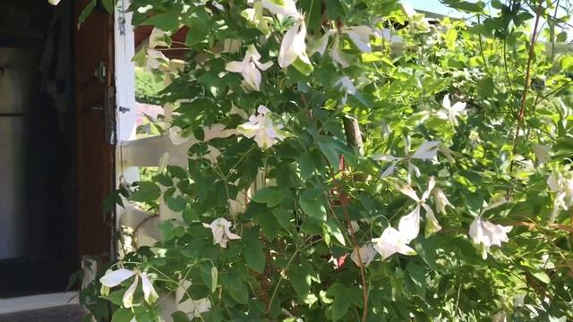 Clematis viticella Alba Luxurians and Morning Sky | My English Rose garden смотреть онлайн