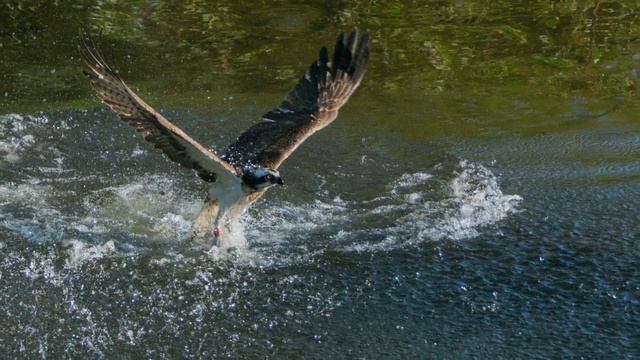 Ospreys are fishing смотреть онлайн