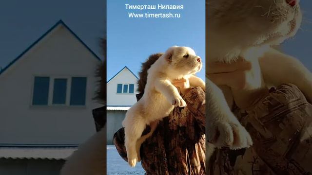 ТИМЕРТАШ НИЛАВИЯ от АВРОРЫ и ШИКА дставка по всему миру +79048881825 viber whatsapp www.timertash.r смотреть онлайн