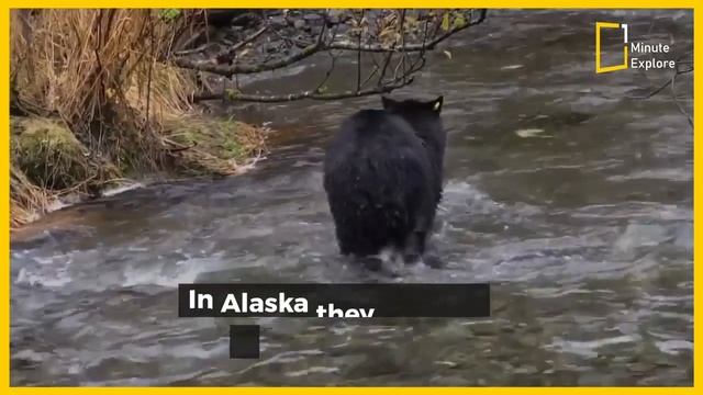 Discover The Brown Bear смотреть онлайн