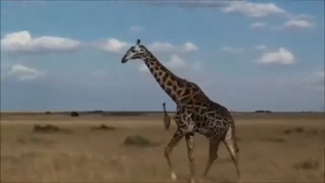 ЖИРАФЫ смотреть онлайн