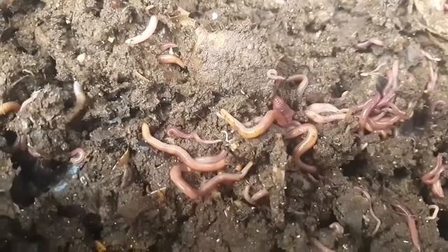 Small Worm Bin Week 49 Update - Goodbye to Two of the Small Bins смотреть онлайн