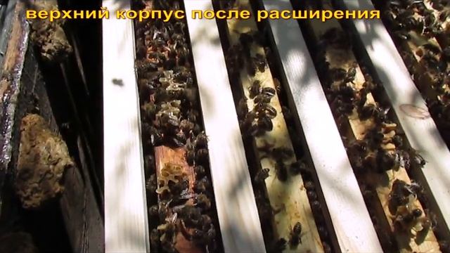 подстановка пчелам рамки с вощиной в мае - часть 2 - весенние работы на пасеке смотреть онлайн