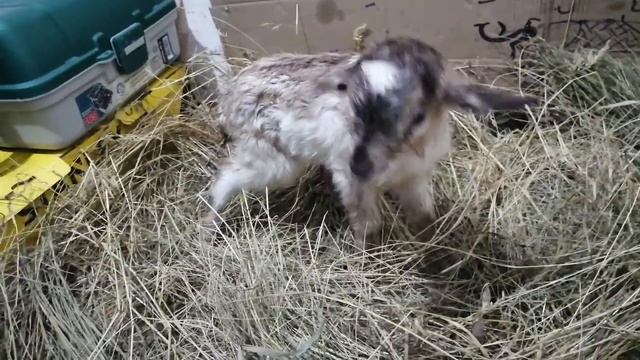 #приняла роды у козы. смотреть онлайн