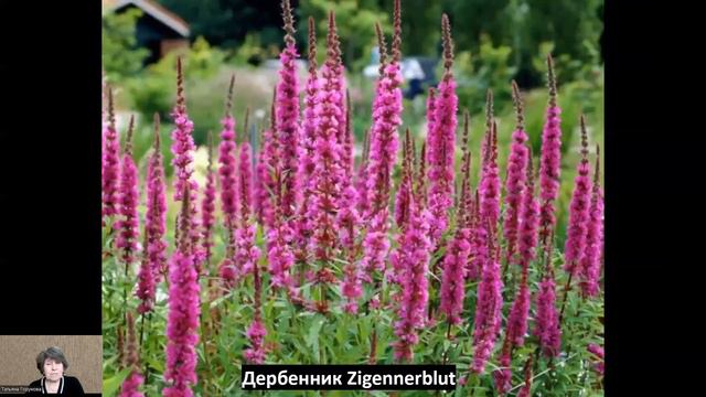 Композиция для солнца! смотреть онлайн