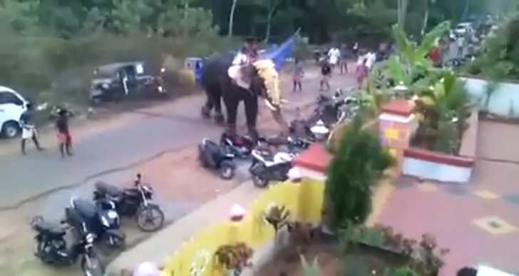 Слон психанул смотреть онлайн