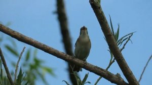САДОВАЯ СЛАВКА - Скромная вокалистка