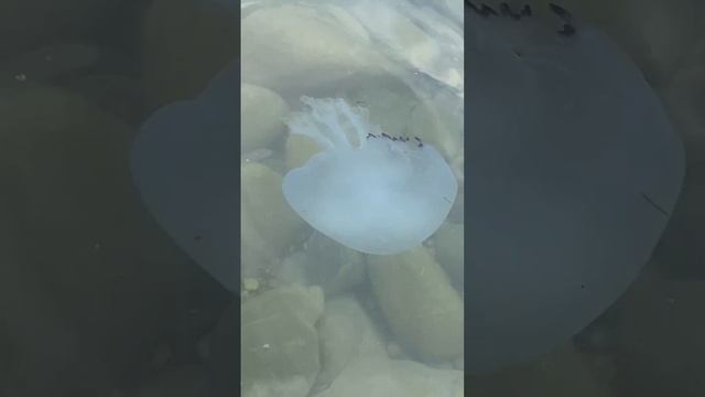 Медуза, размер чуть меньше головы человека, море, Анапа.