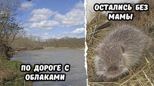 Пришлось забрать малышей / Прогулка по весеннему лесу