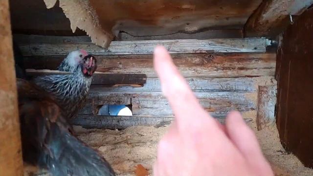 НОВЫЕ гнëзда для кур сработали! минеральная добавка для кур бесплатно.мой влог смотреть онлайн