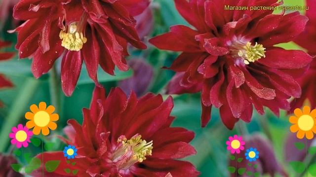 Аквилегия обыкновенная Барлоу Бордо Барлоу. Краткий обзор Aquilegia Vulgaris Barlow Bordeaux Barlow