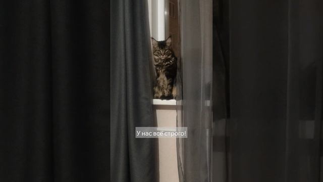 мейн-кун Марс #mainecoon #воронеж #мейнкун #смешныеживотные #animals #рекомендации #смешныекотики смотреть онлайн