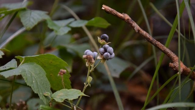 Прогулка в осеннем лесу смотреть онлайн