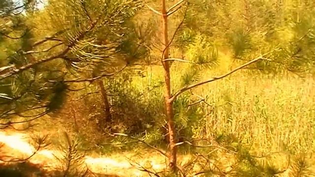 ВАШИ ЛЁГКИЕ, БРОНХИ и ДЁСНЫ ТРЕБУЮТ СОСНУ 17 мая 2016 смотреть онлайн