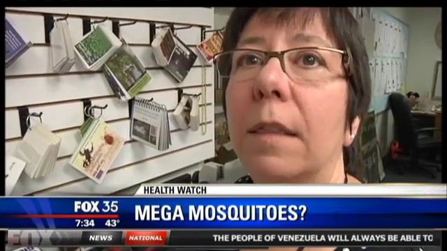 Mega Sized Mosquito Could Invade Florida This Summer! 20 Times Bigger Than Regular Mosquito!