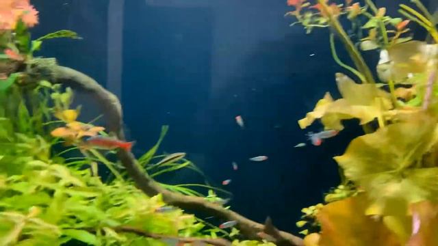 The Green Valley смотреть онлайн