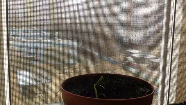 Росток дыни timelapse/melon смотреть онлайн