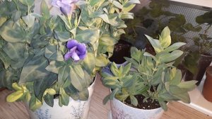 САМАЯ УДАЧНАЯ ОБРЕЗКА ЭУСТОМЫ ОСЕНЬЮ ДЛЯ ЕЁ ЗИМОВКИ/ИНФОРМАЦИЯ ДЛЯ ТЕХ, КТО ОСТАВЛЯЕТ ЭУСТОМУ ЗИМОЙ