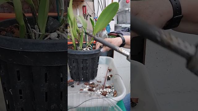 transplante de Catleya, con su mismo sustrato, solo le agregue un poco más nuevo. смотреть онлайн