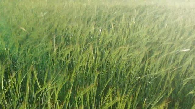 Ячмень выжил но есть последствия. смотреть онлайн