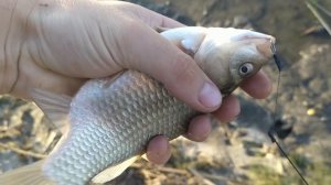 Забиваю ПРУЖИНУ этой КАШЕЙ и ЛОВЛЮ КАРАСЕЙ на ДОНКУ! ЧЕРВЬ, КУКУРУЗА и ТЕСТО – Какая насадка ЛУЧШЕ?