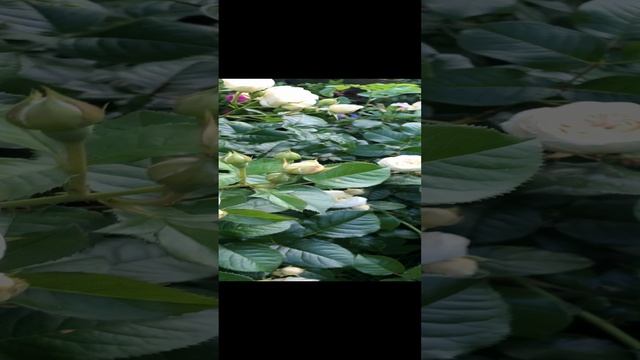 rutube.ru