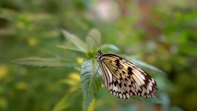 Animal Planet Tv   Butterfly Beautiful Nature Background