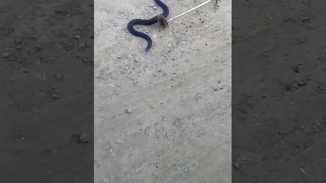 Змея на Урале смотреть онлайн