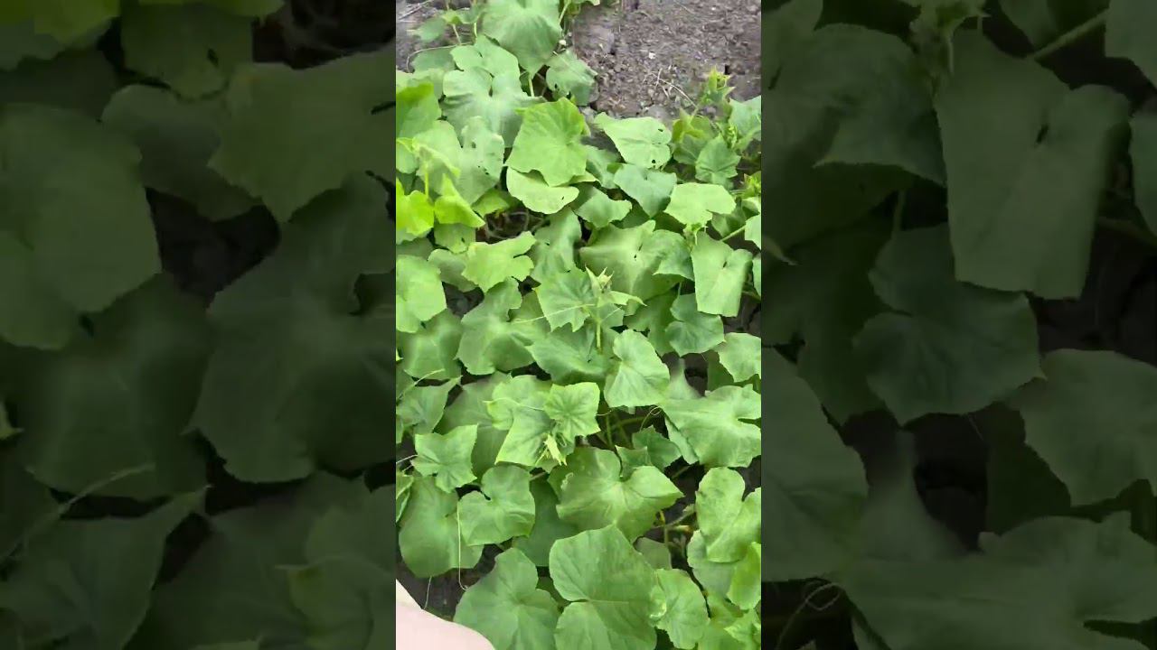 Грунтовые огурчики смотреть онлайн