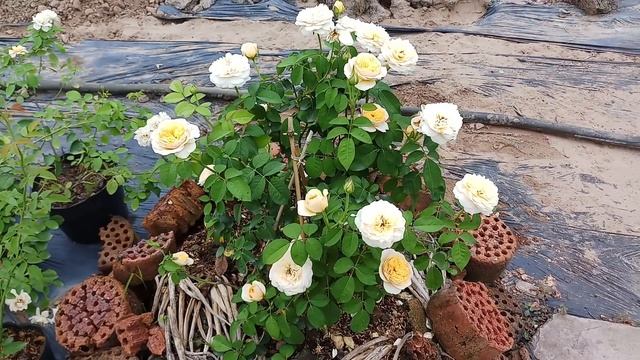 Hoa hồng cắt cành Juliet Rose ( David Austin) смотреть онлайн