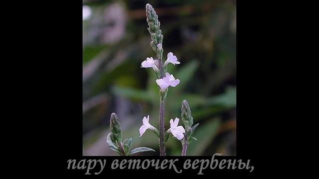 Любовное зелье смотреть онлайн