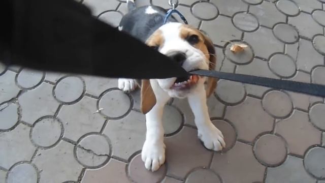 Cute Beagle Benjamin Thomas/Милый щенок бигля Бенджамин Томас смотреть онлайн