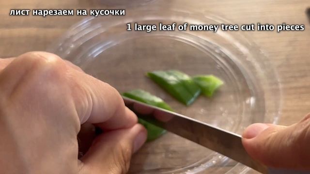 Не ожидал! 1 Листик и Даже Дохлая Рассада Оживает на Глазах! Прет Во Всю Без Остановки! смотреть онлайн