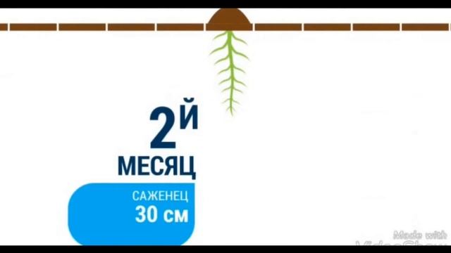 ЭКОМИР34. Павловния 2021 год. Бизнес идея. Paulównia in Russia. Paulownia смотреть онлайн