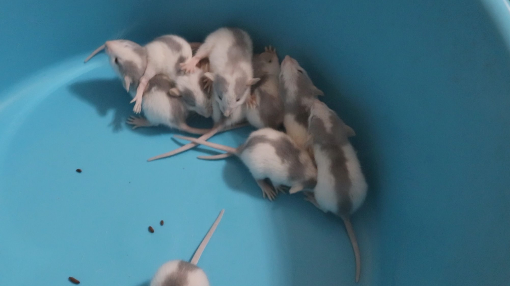 КРЫСА РОДИЛА ОЧЕНЬ МНОГО КРЫСЯТ. КАКОГО ПОЛА КРЫСЯТА? смотреть онлайн