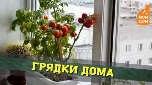 Как выращивать овощи и зелень на подоконнике - советы агронома из Новосибирска
