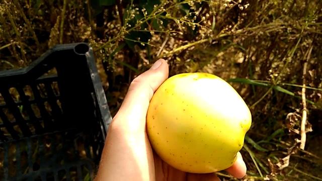Сорт яблони Хоней Голд смотреть онлайн