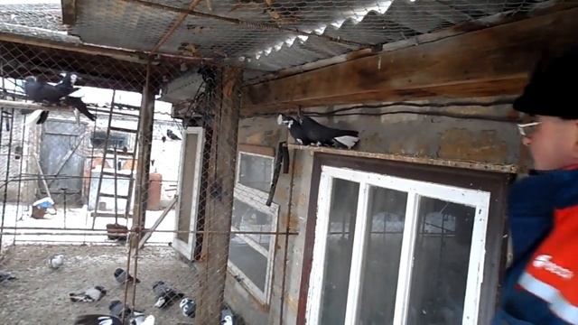 Ник.голуби (ЛЁТНЫЕ) Павла Ивановича. п.г.т.Зимовники. смотреть онлайн