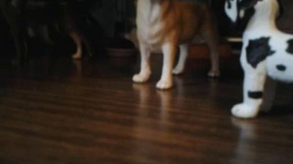 Собачья школа