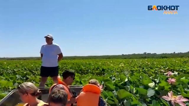 Долина лотосов под Анапой: целое море цветов – символов чистоты смотреть онлайн
