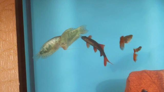 Лабео ухаживает за гурами смотреть онлайн