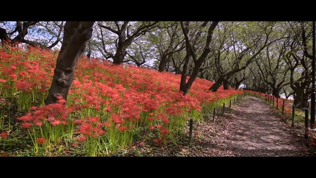 権現堂公園 / 曼珠沙華 彼岸花 シネマティック　2022　Gongendo Park cluster-amaryllis　cinematic【 4K 】 смотреть онлайн