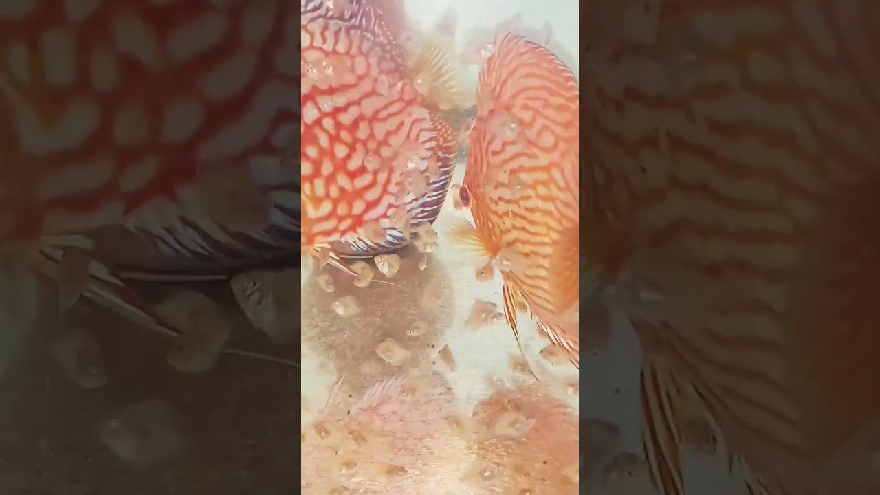 Будущие красавчики кушают науплию #aquarium #аквариумныерыбки #discus #аквариум #дискусы смотреть онлайн
