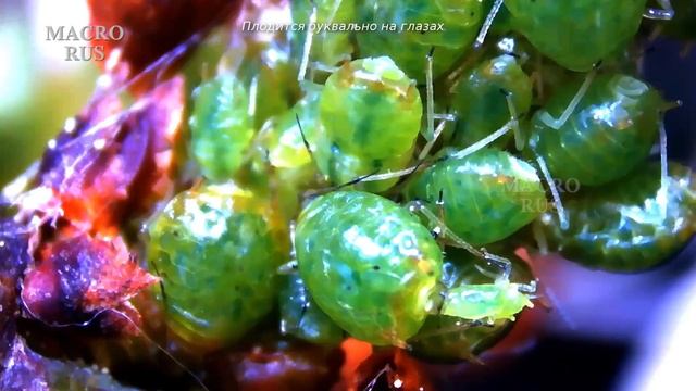 Как Муравьи Переносят, Разводят и Доят Тлю. How Ants Carry, Breed and Milk Aphids. MACRORUS смотреть онлайн