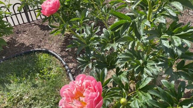 2021 Bloom Season - Pink Hawaiian Coral (Klehm, R.G., 1981) смотреть онлайн