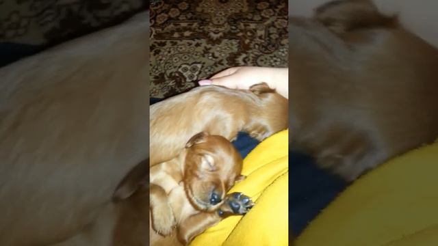 Setter Puppies