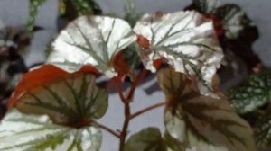 Бегонии Кейн обзор. Часть 1.